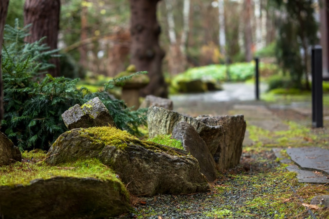 Сад мхов. Виталий Туманов — Ландшафтный фотограф