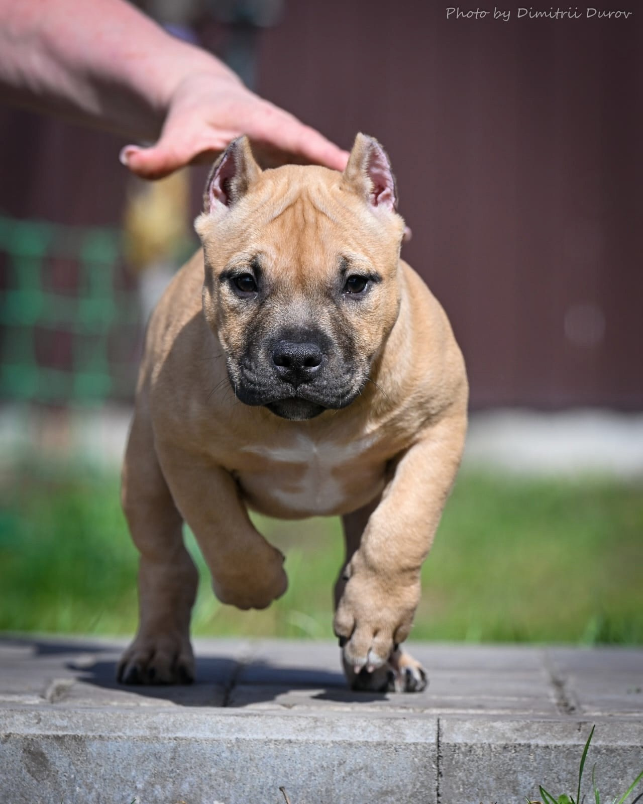 Дети Савана. ПИТОМНИК СОБАК ПОРОДЫ АМЕРИКАНСКИЙ БУЛЛИ