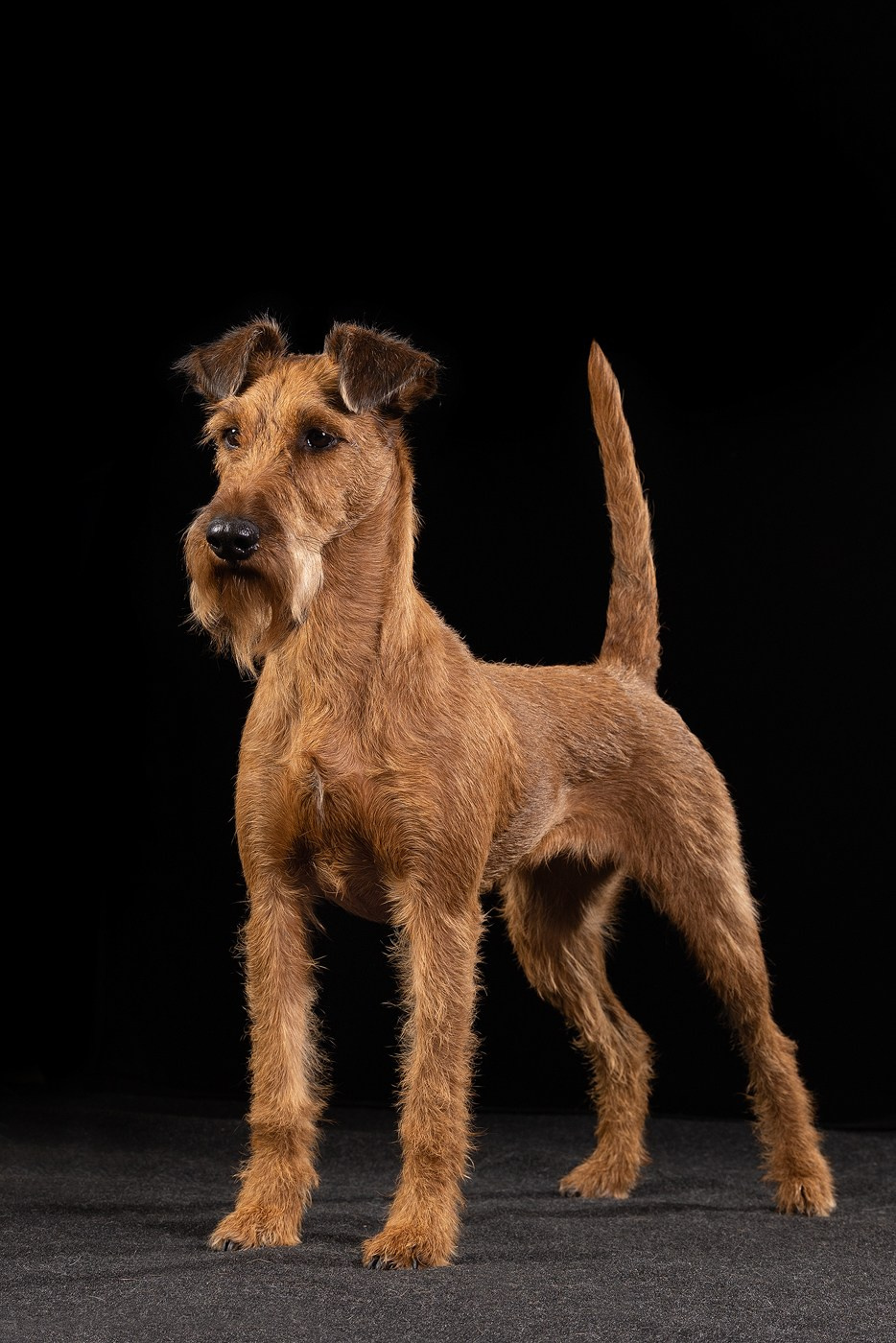 Небольшой отчёт о том, как прошли студиные фото дни. Фотограф-анималист Natalia Deingel | Фотосъемка собак в Москве