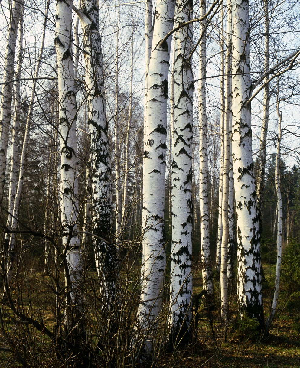 Весна. ВАДИМ ГИППЕНРЕЙТЕР — ВЕЛИКИЙ ФОТОГРАФ ЗЕМЛИ РУССКОЙ