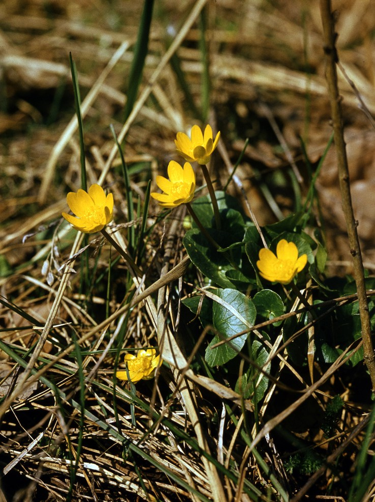 Весна. ВАДИМ ГИППЕНРЕЙТЕР — ВЕЛИКИЙ ФОТОГРАФ ЗЕМЛИ РУССКОЙ