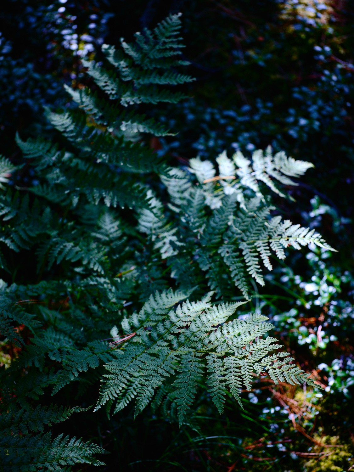 Nature