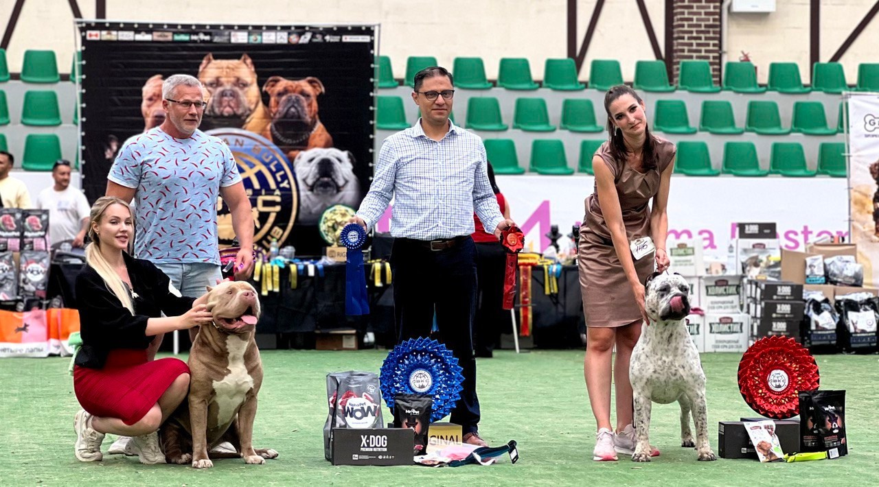 sale of ambuli XL	in Paris, American Bully Merle XL Puppy	in Paris, American Bully Merle XL Puppy	in Paris, American Bully puppy marble color XL	in Paris, American Bully puppy with different eyes XL	in Paris, American bully puppy multicolored XL	in Paris, American bully puppy marble color XL	in Paris, Buy an American Bully XL puppy	in Marcel, 