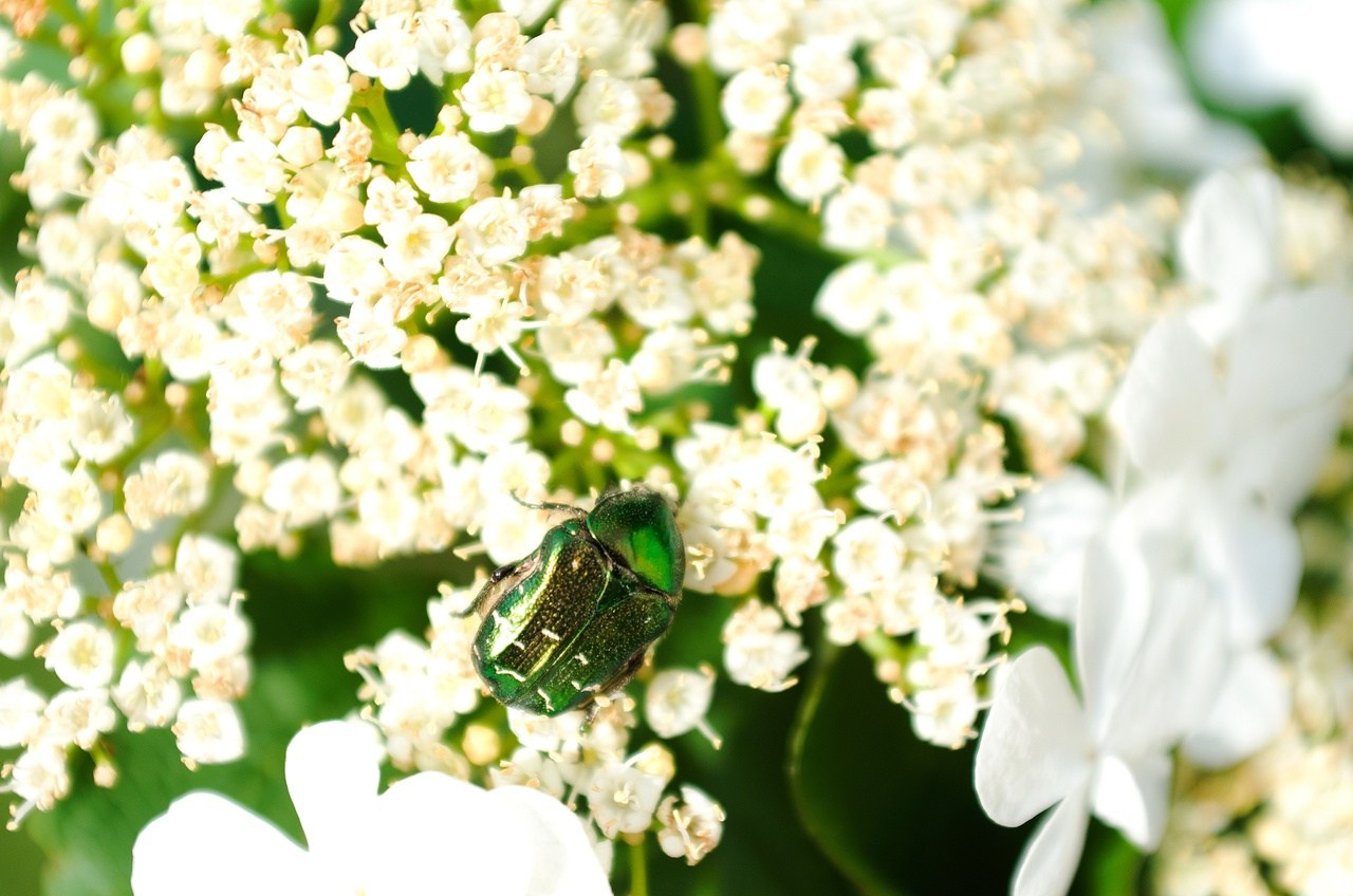 Дары Природы. Sreda fotoArt