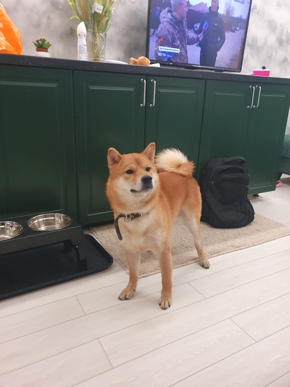 сиба питомник Рубилайт щенки на продажу rubylight  сиба щенки купить