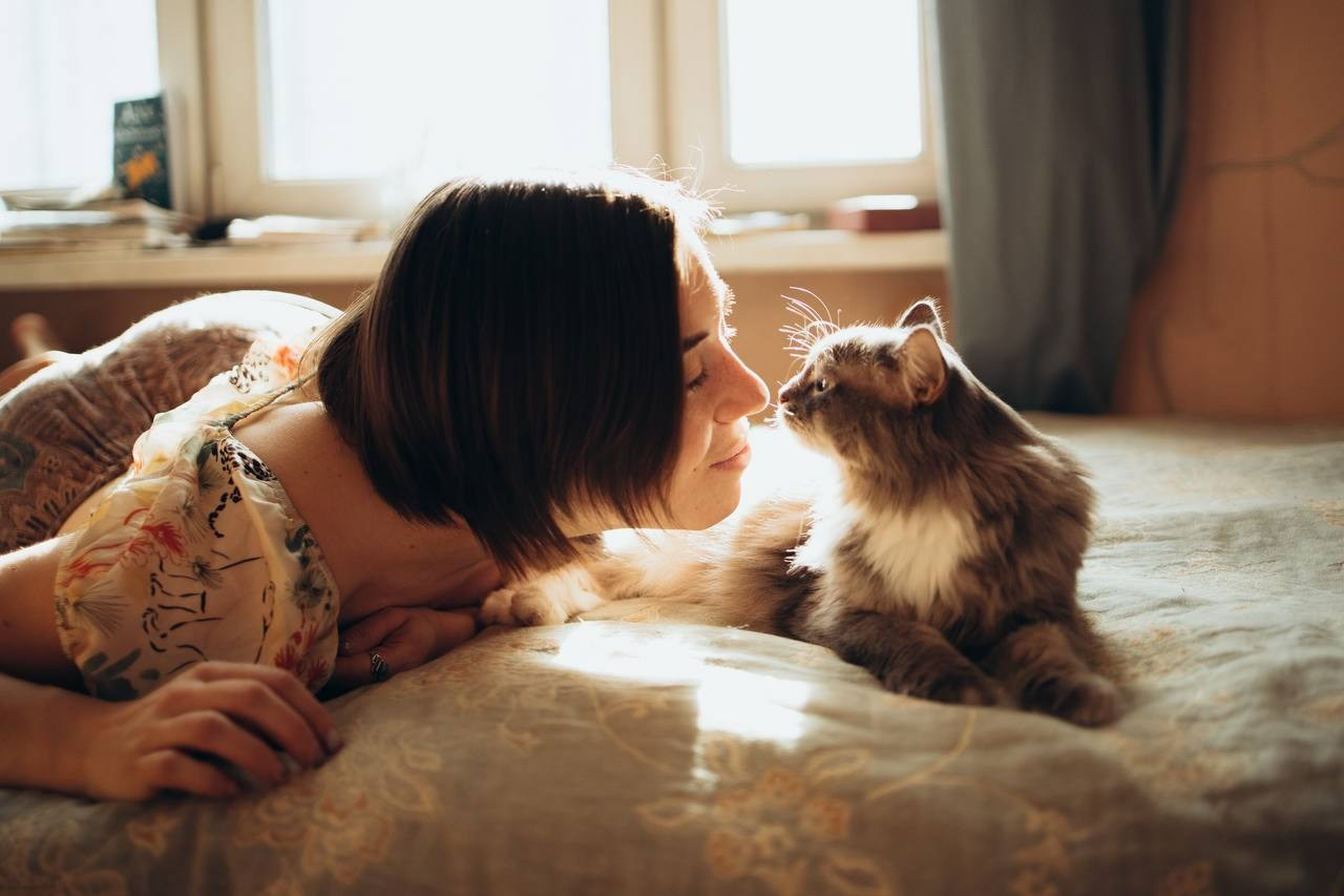Мурчащие коты. Фотограф в Москве
