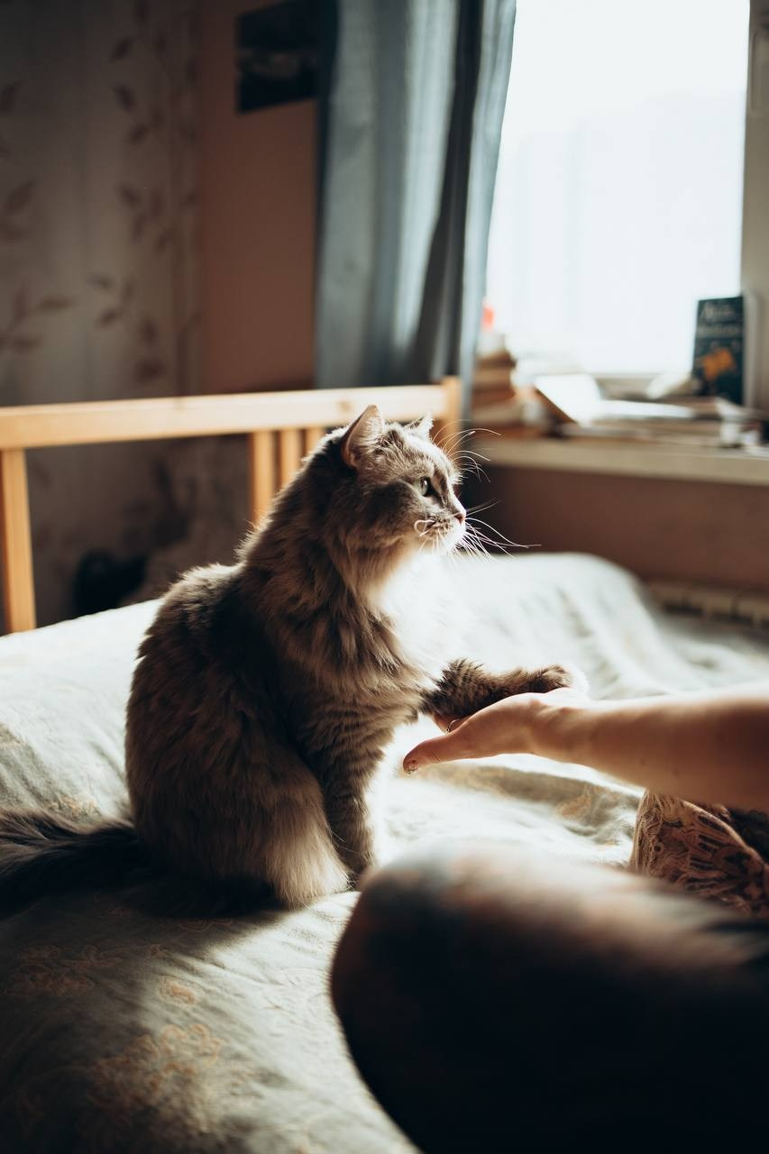 Мурчащие коты. Фотограф в Москве