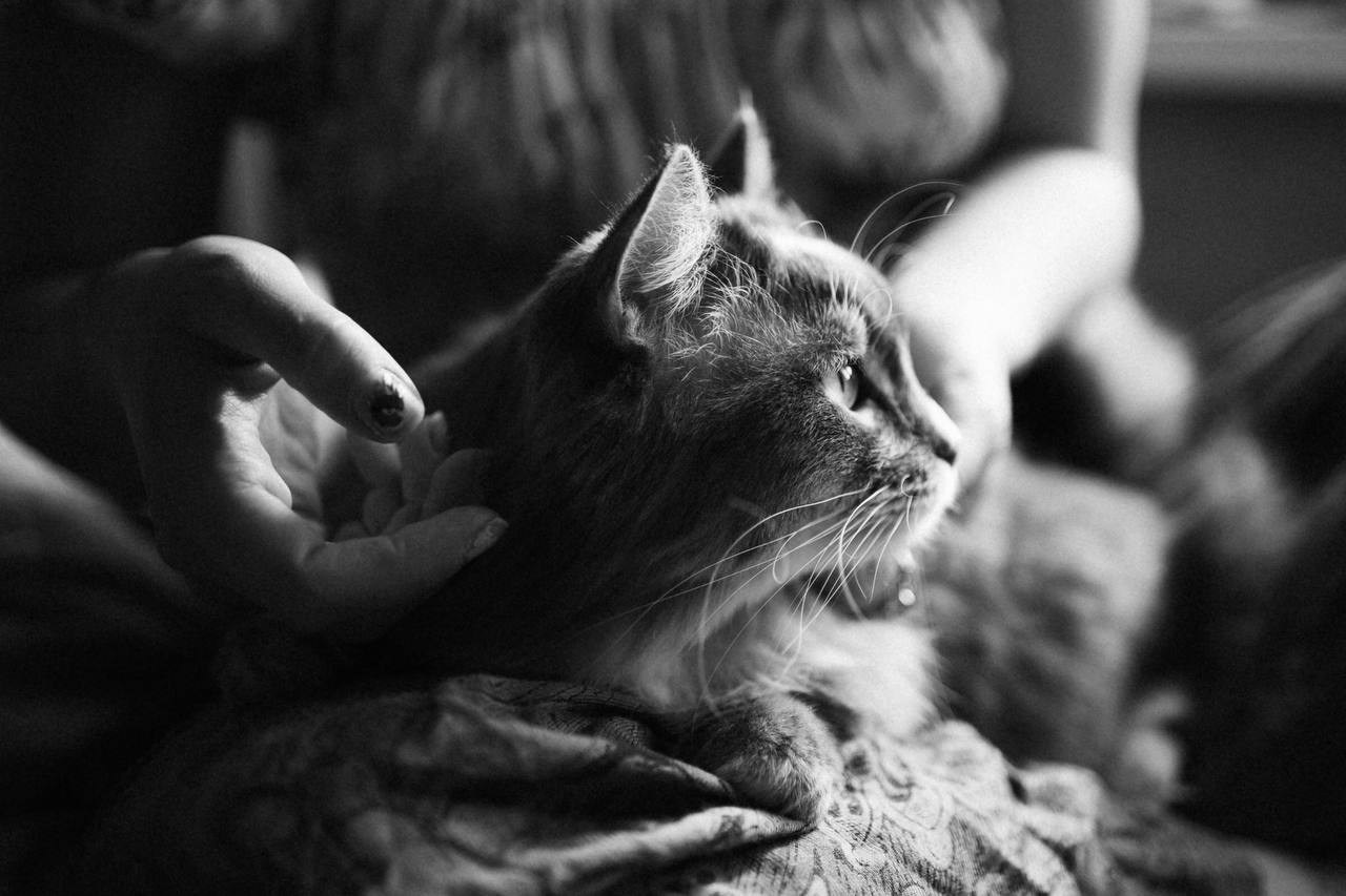 Мурчащие коты. Фотограф в Москве