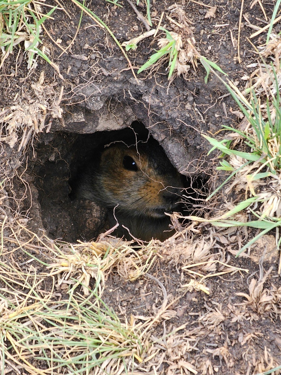 В норе, Природа, Вадим Богатиков, Самара