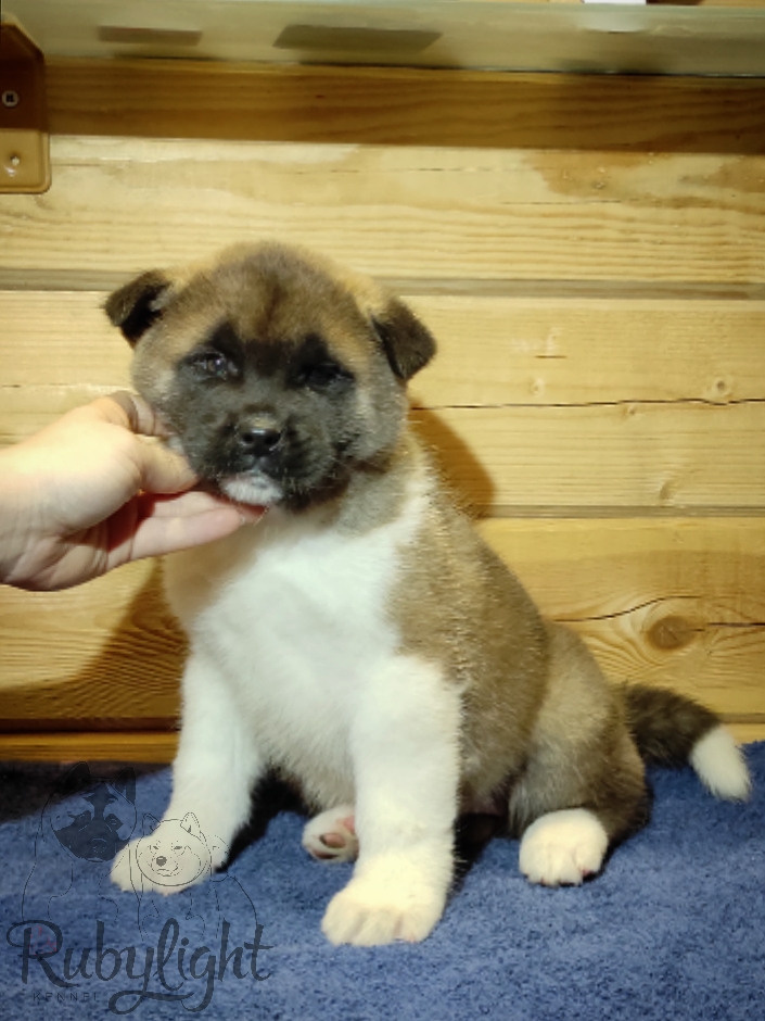 RUBYLIGHT MOLNIYA, Дата рождения 03.10.2021Мама DANCING QUEEN Папа NATIVEBEAR LEGION MAN , щенки Американская Акита RUBYLIGHT питомник Санкт-Петербург