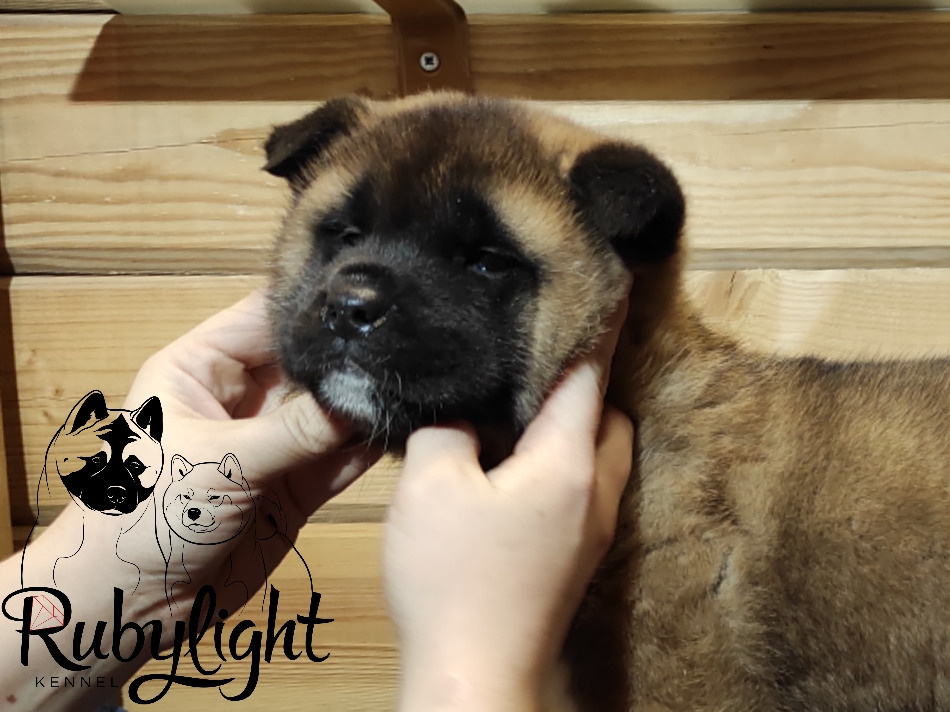 RUBYLIGHT MONICA, Дата рождения 03.10.2021Мама DANCING QUEEN Папа NATIVEBEAR LEGION MAN , щенки Американская Акита RUBYLIGHT питомник Санкт-Петербург