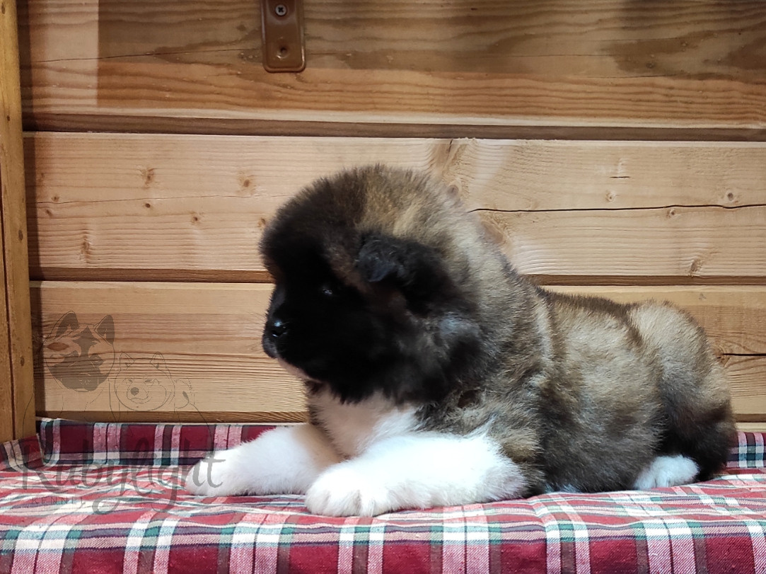 RUBYLIGHT Melissa, Дата рождения 03.10.2021Мама DANCING QUEEN Папа NATIVEBEAR LEGION MAN , щенки Американская Акита RUBYLIGHT питомник Санкт-Петербург