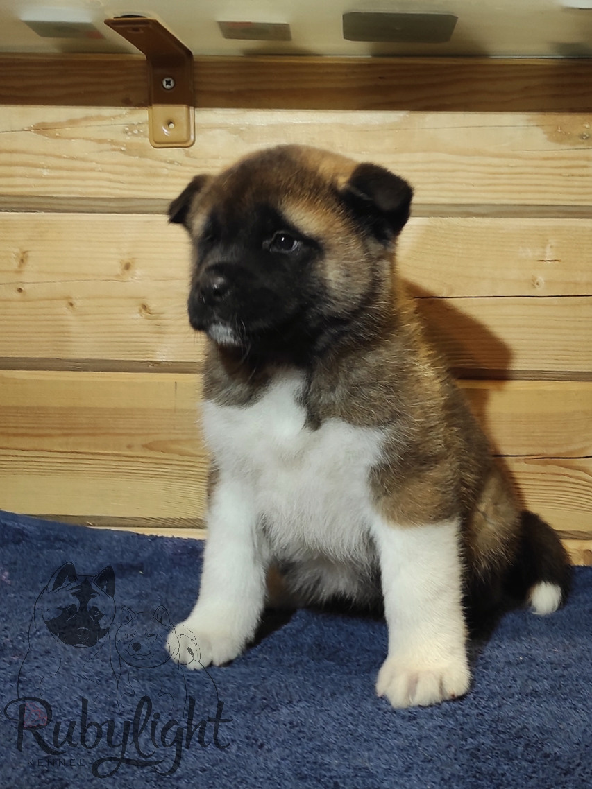 RUBYLIGHT MONICA, Дата рождения 03.10.2021Мама DANCING QUEEN Папа NATIVEBEAR LEGION MAN , щенки Американская Акита RUBYLIGHT питомник Санкт-Петербург