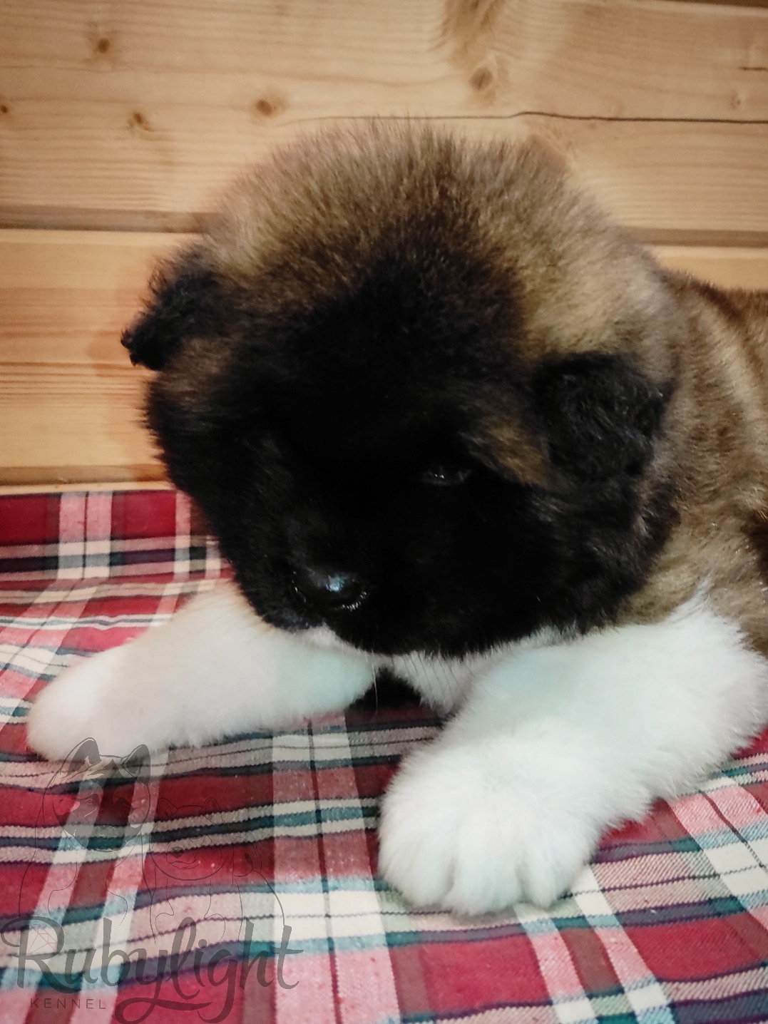 RUBYLIGHT Melissa, Дата рождения 03.10.2021Мама DANCING QUEEN Папа NATIVEBEAR LEGION MAN , щенки Американская Акита RUBYLIGHT питомник Санкт-Петербург