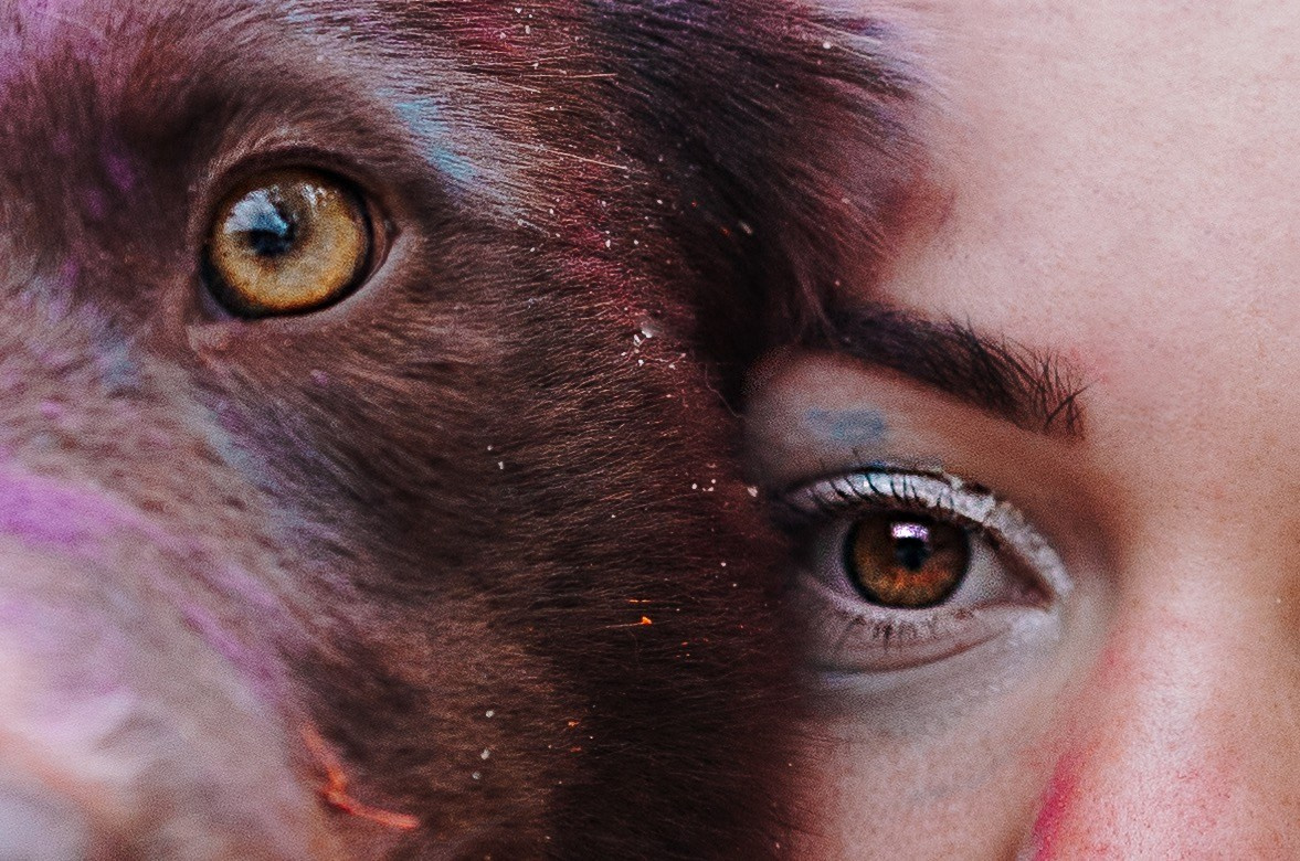 Краски холи. Фотограф анималист Кристина Карпова, Москва