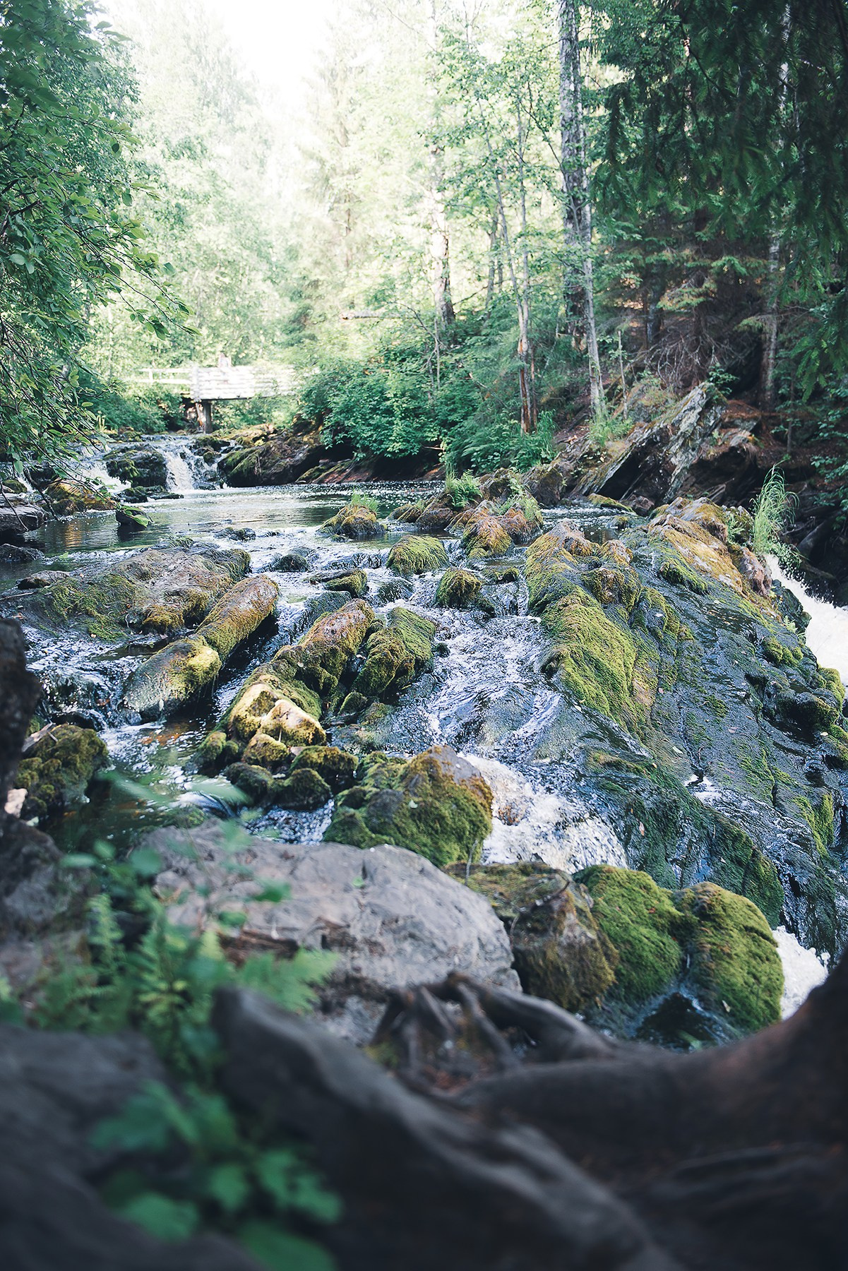 Карелия. Фотограф-анималист Наталья Светличная