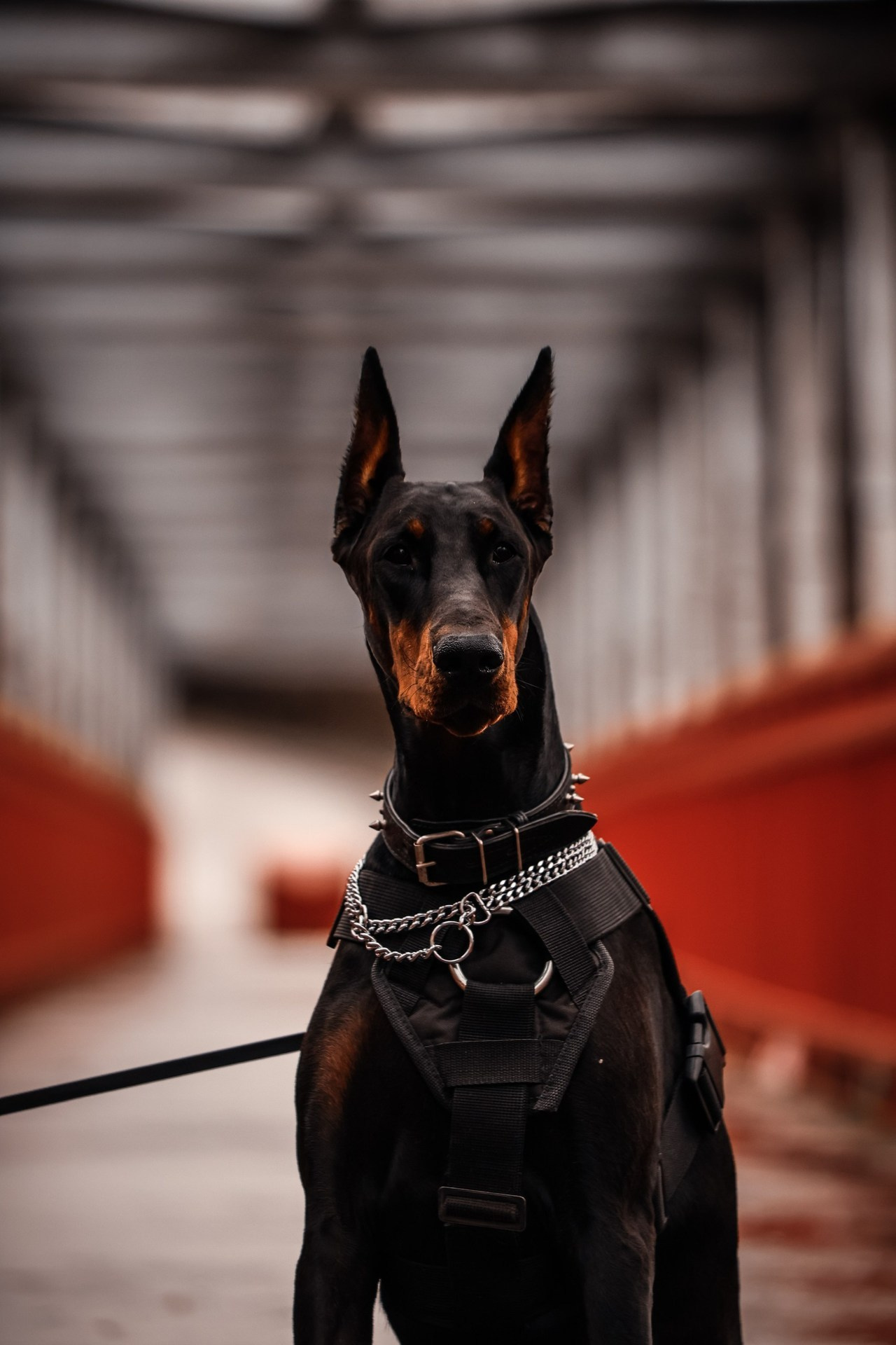 Отзывы. Фотограф Москва и МО Анастасия Пясковская