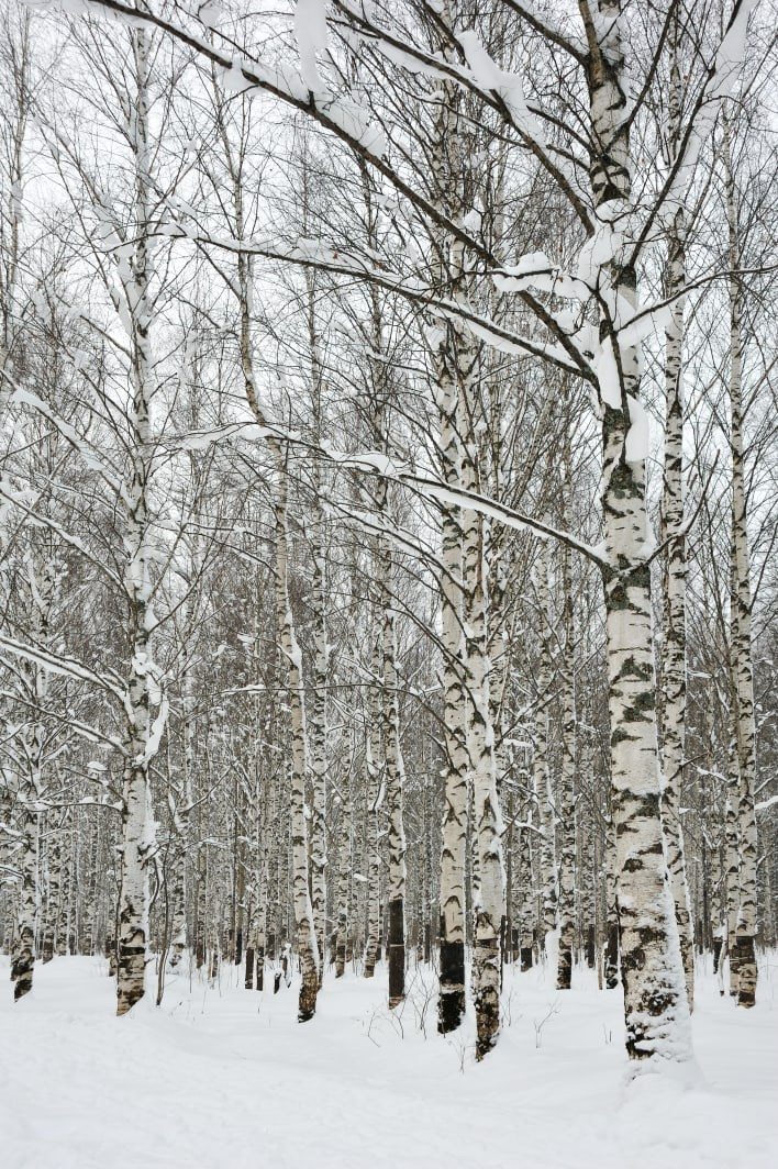 Сказки Севера. Катерина Михеева