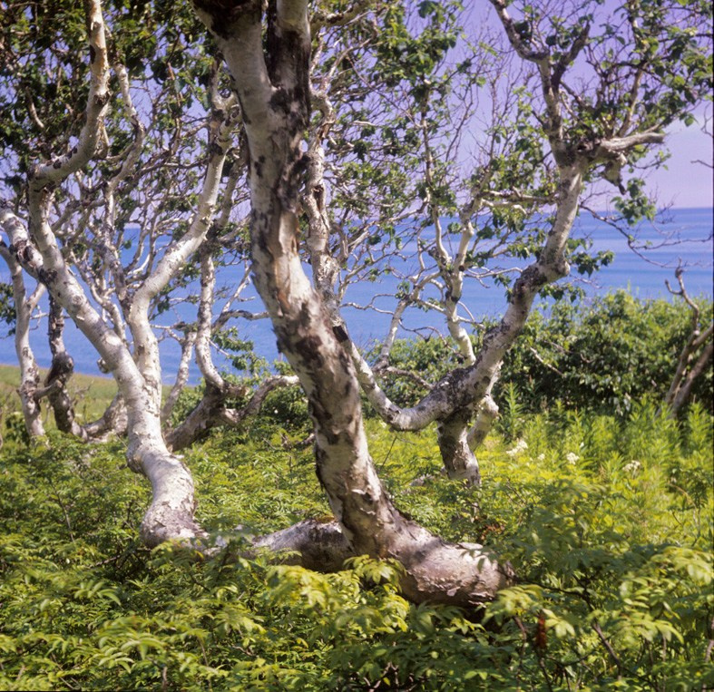 Каменные берёзы