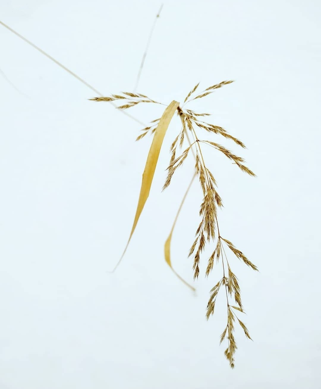 Зимние травы. Предметная фотография. Москва