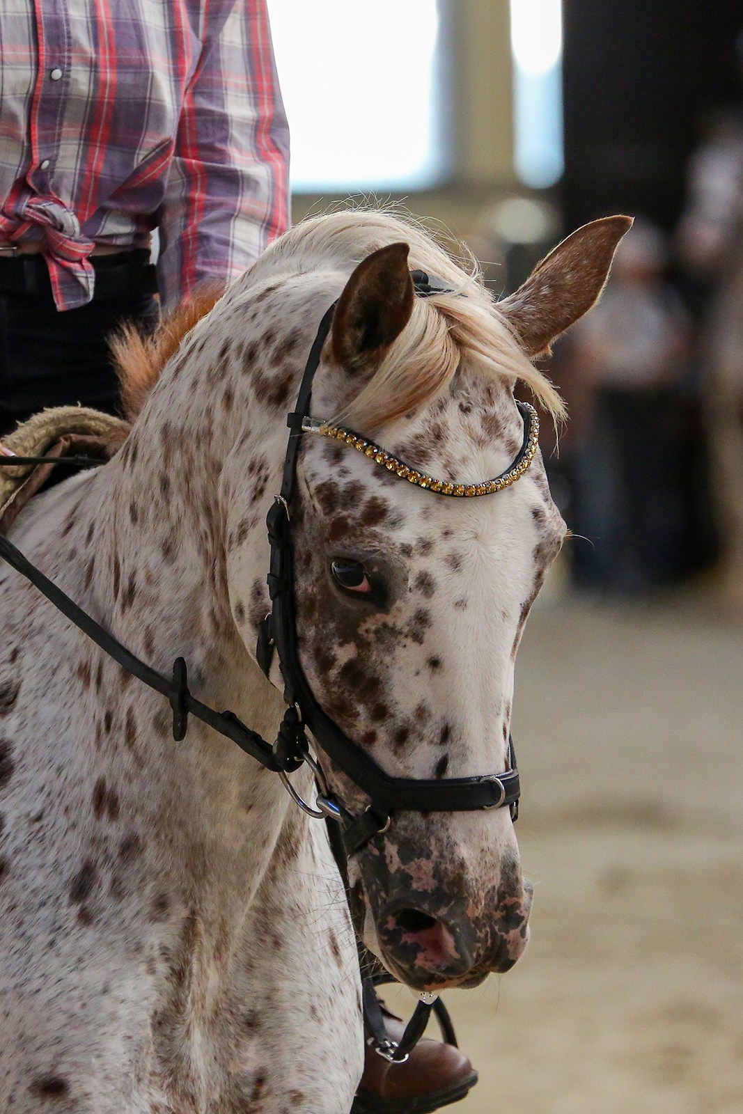 Конная Россия 2023. Irenephoto.ru