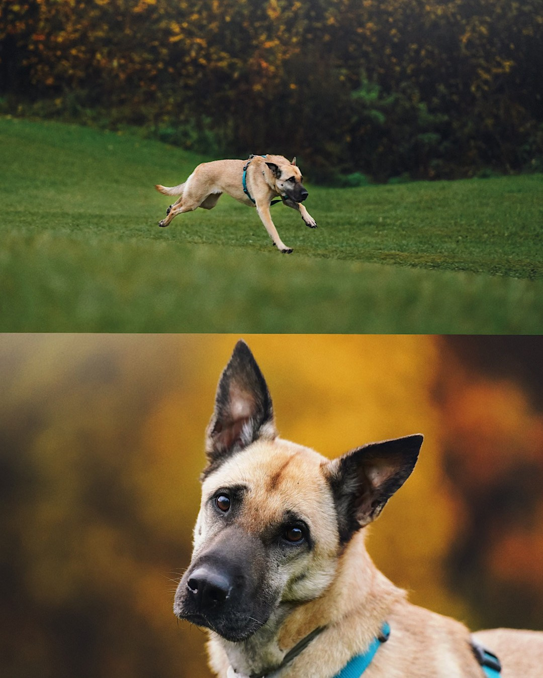 Наталия, Иван и Урса. Фотограф анималист в Москве и Санкт-Петербурге Свиридова Анна