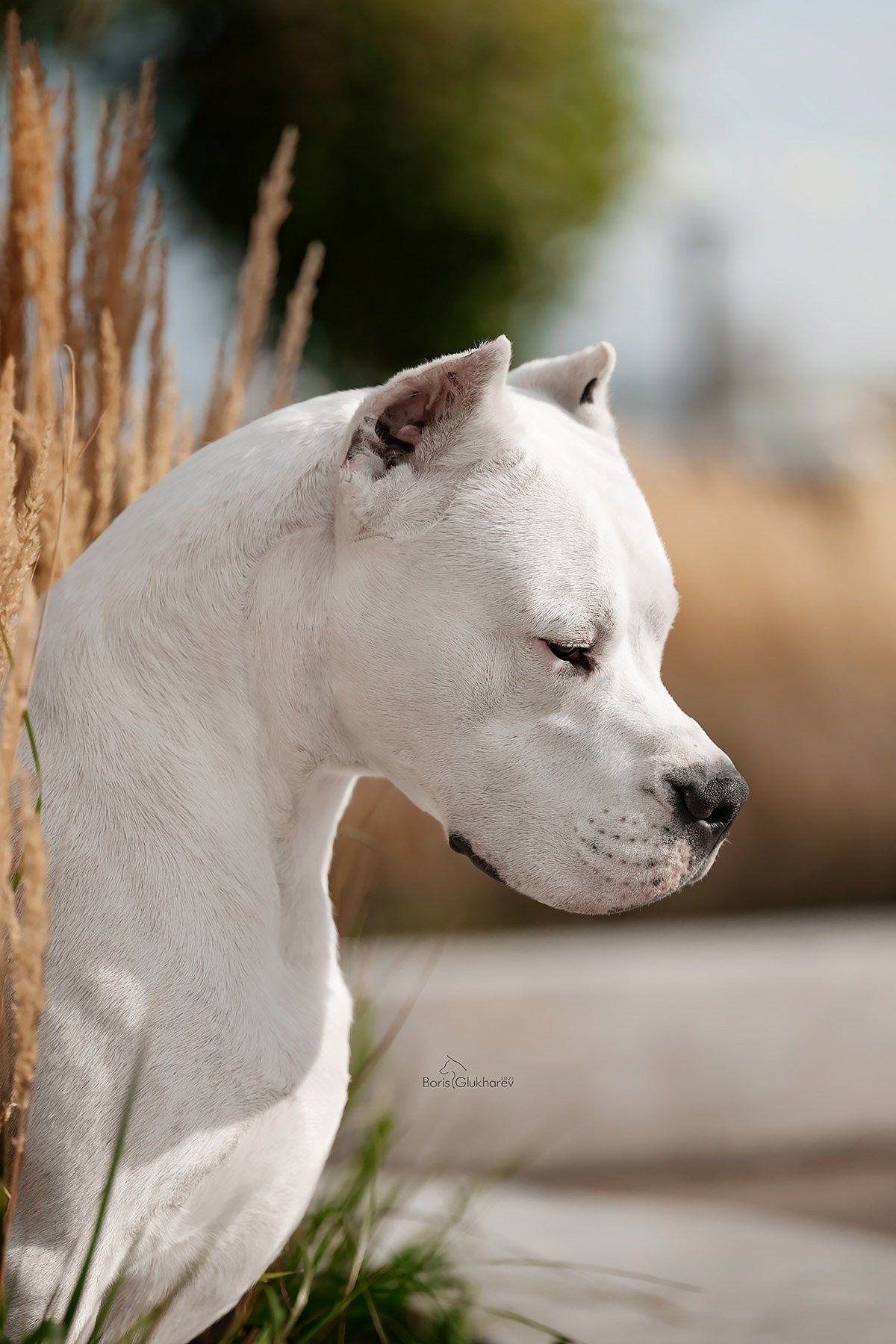 Борис Глухарев