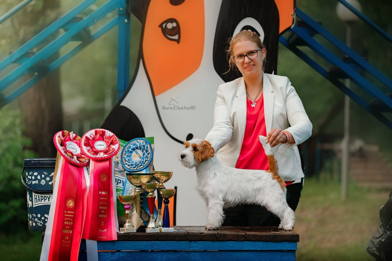 Lovely-Orange Strategy. Lovely-Orange питомник джек рассел терьеров