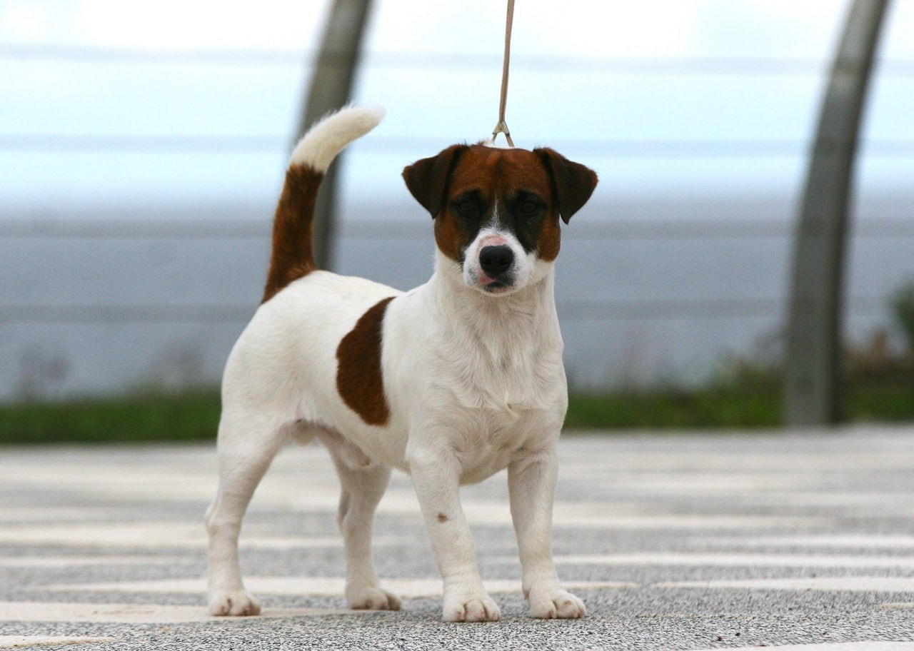 ADM'S DOGS GATSBY FOR LOVELY ORANGE. Lovely-Orange питомник джек рассел терьеров