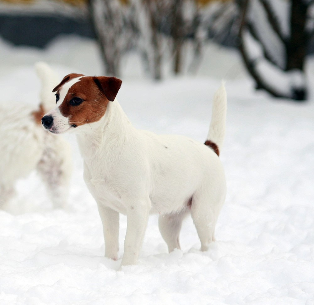 LOVELY-ORANGE HIT OF HIT. Lovely-Orange питомник джек рассел терьеров