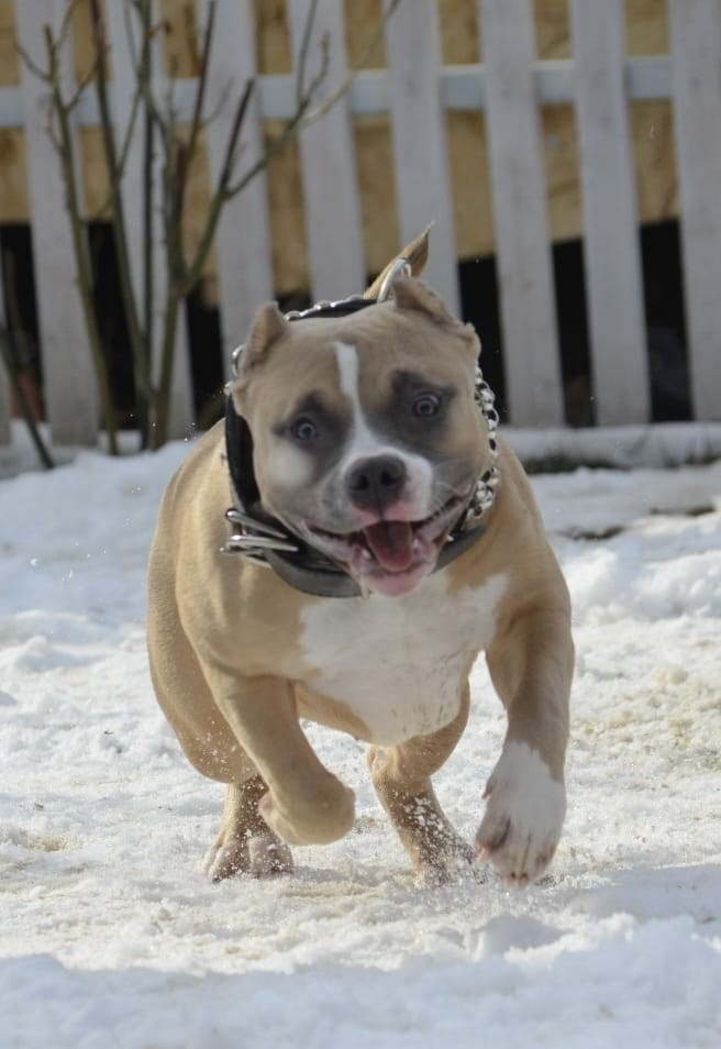 Челси. ПИТОМНИК СОБАК ПОРОДЫ АМЕРИКАНСКИЙ БУЛЛИ