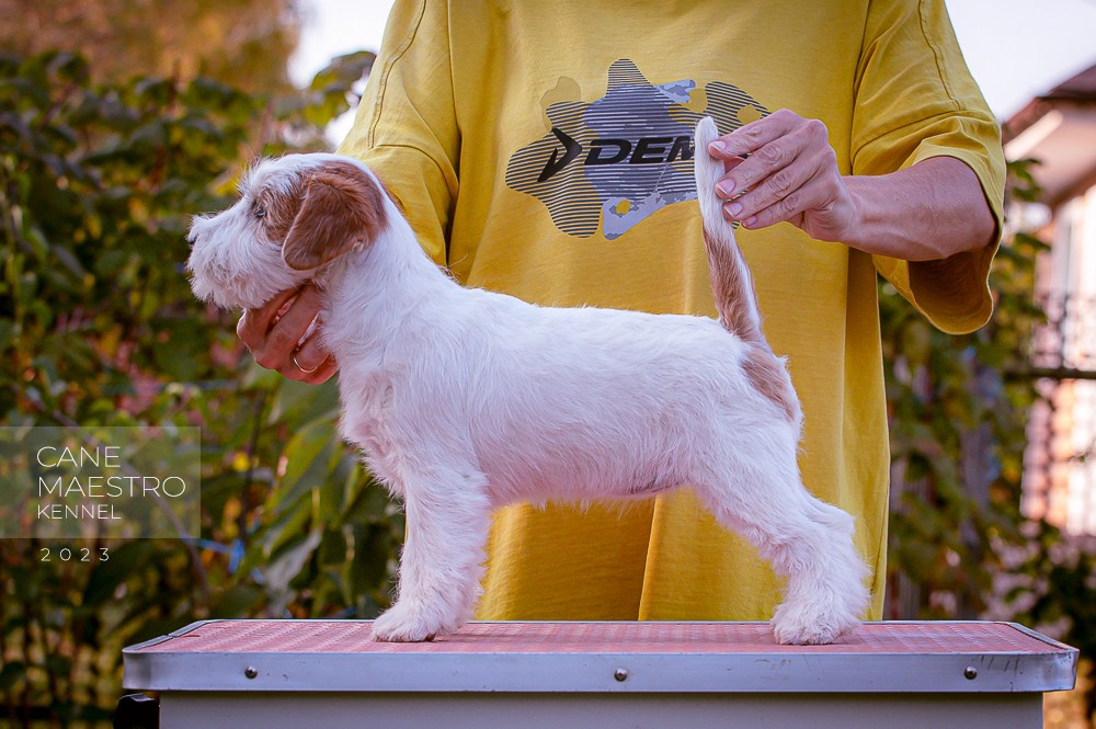 Щенок Джек-рассел-терьер. Девочка б/рыж. КАНЕ МАЭСТРО СЕРЕБРО. #4. КАНЕ МАЭСТРО — питомник Джек рассел терьеров