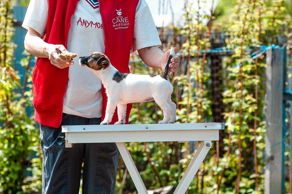 Девочка3галерея. CANE MAESTRO — kennel Jack Russell Terrier