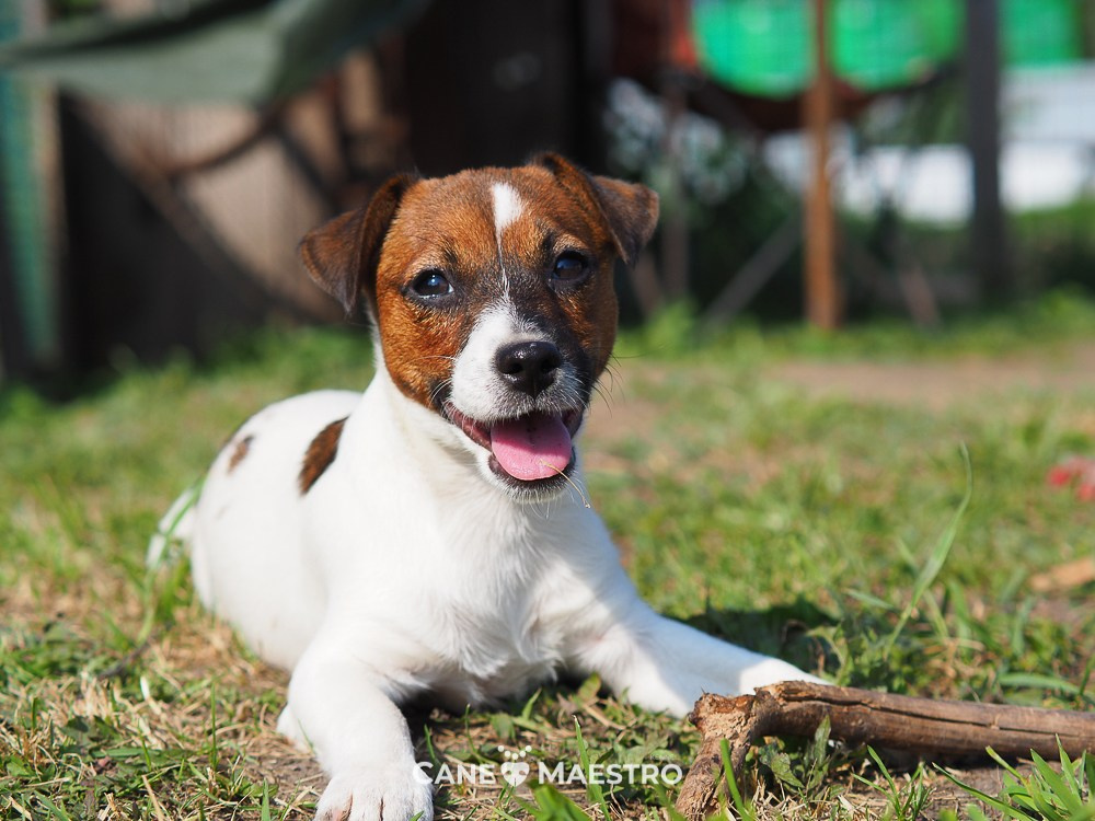 Девочка3галерея. CANE MAESTRO — kennel Jack Russell Terrier