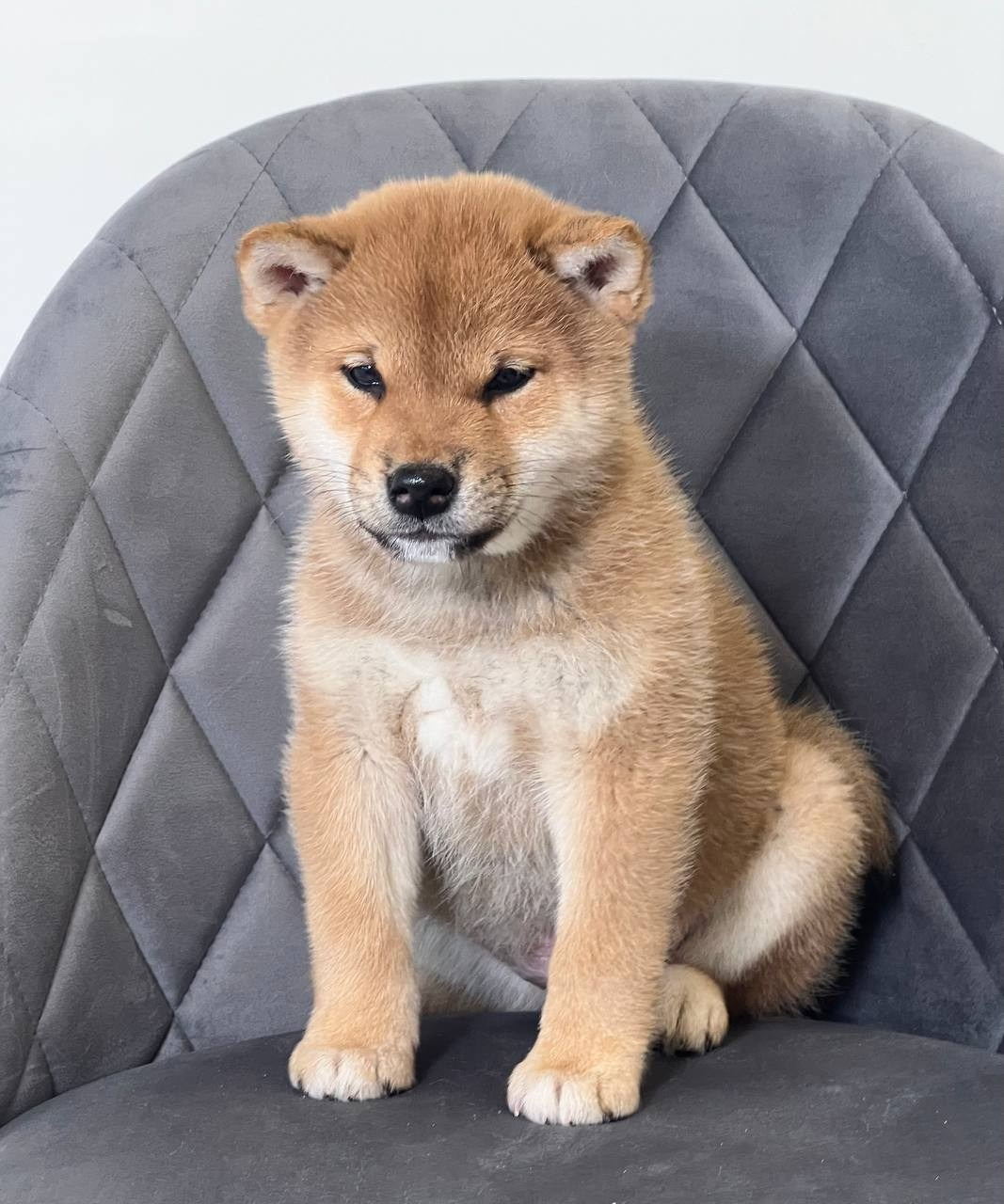 сиба питомник Рубилайт щенки на продажу rubylight  сиба щенки купить СПб Санкт-Петербург 