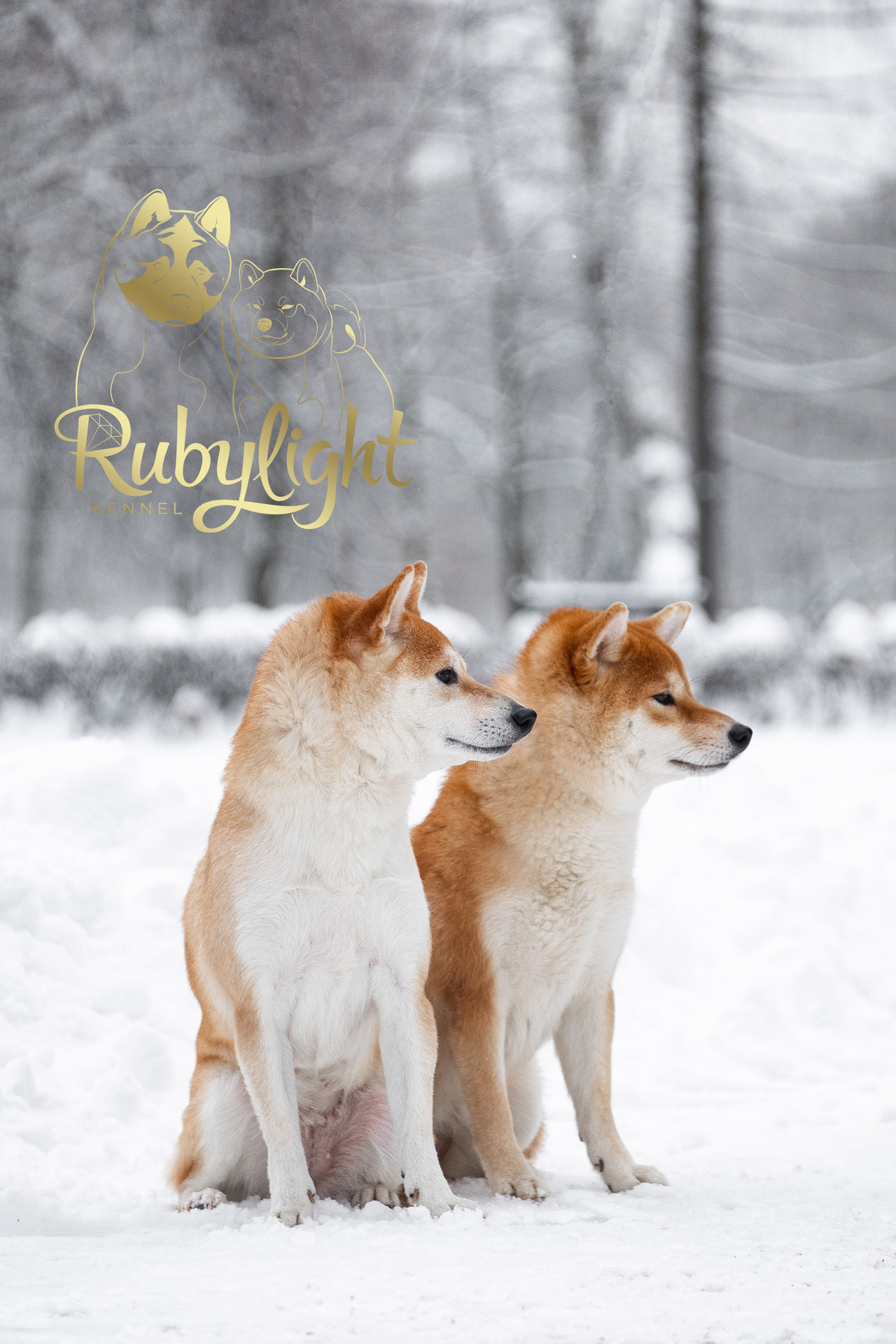 Сиба питомник RUBYLIGHT. Американская акита I Сиба ину I Питомник RUBYLIGHT