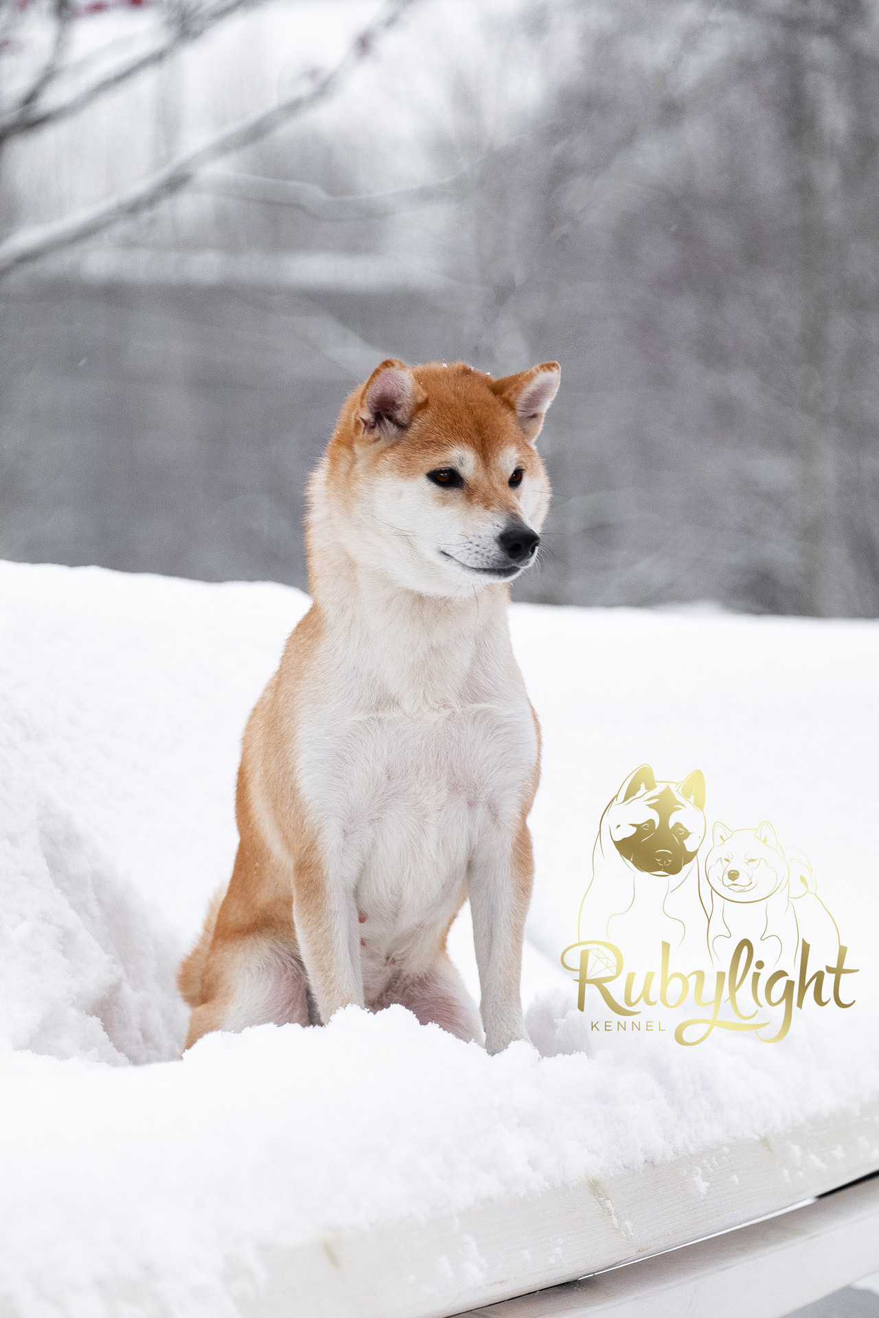 Сиба питомник RUBYLIGHT. Американская акита I Сиба ину I Питомник RUBYLIGHT