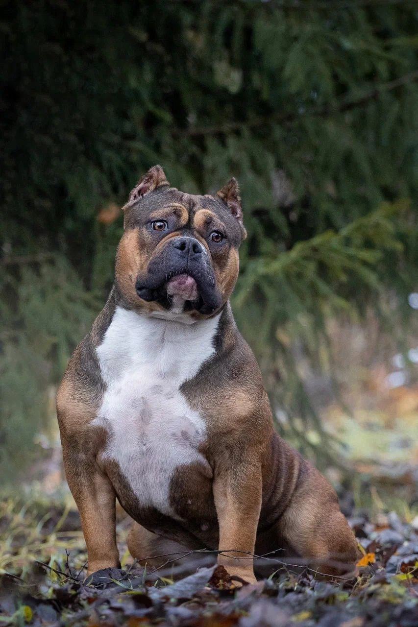 купить щенка в официальном питомнике Американских Булли в Пензе