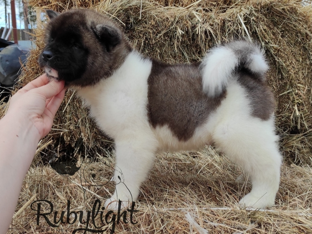 RUBYLIGHT PEGAS. AMERICAN AKITA RUBYLIGHT KENNEL I SHIBA-INU