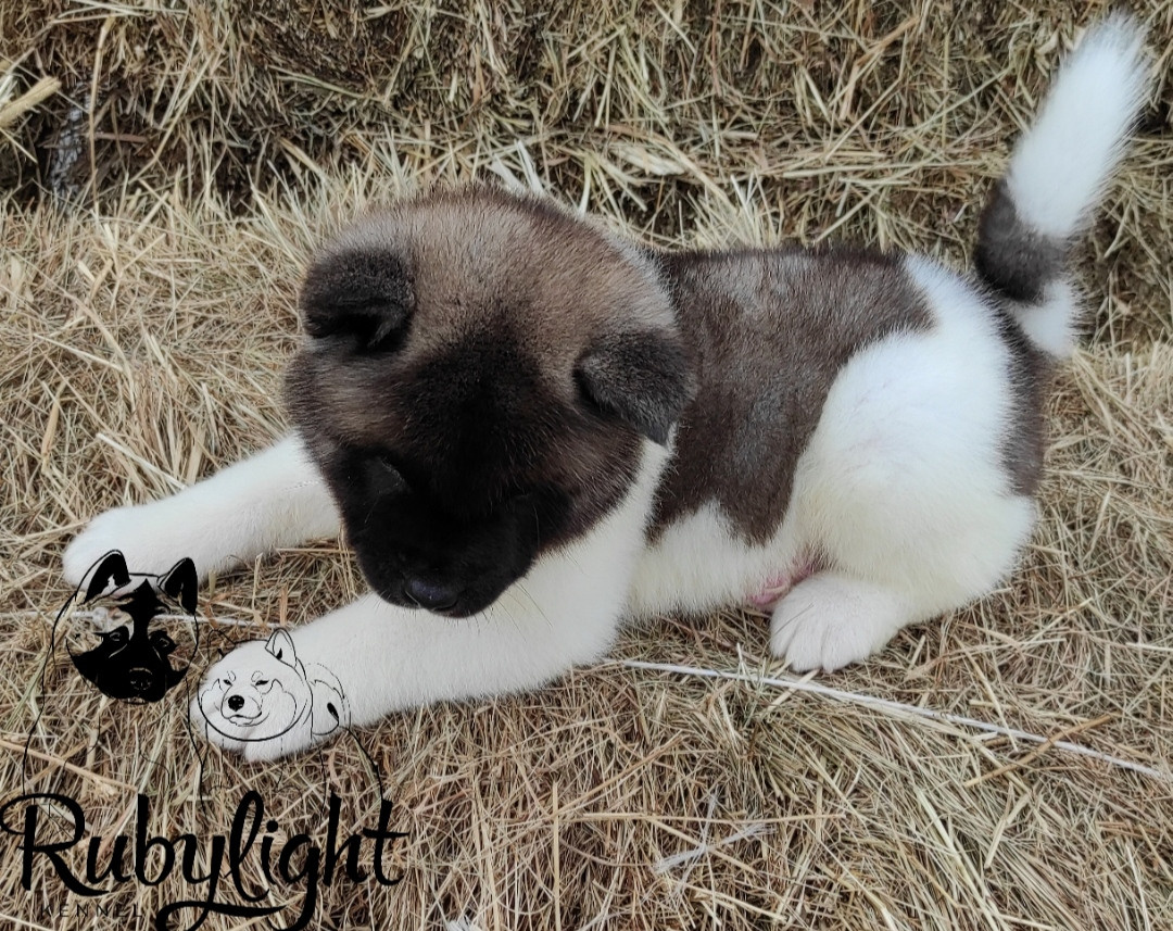 RUBYLIGHT PEGAS. AMERICAN AKITA RUBYLIGHT KENNEL I SHIBA-INU