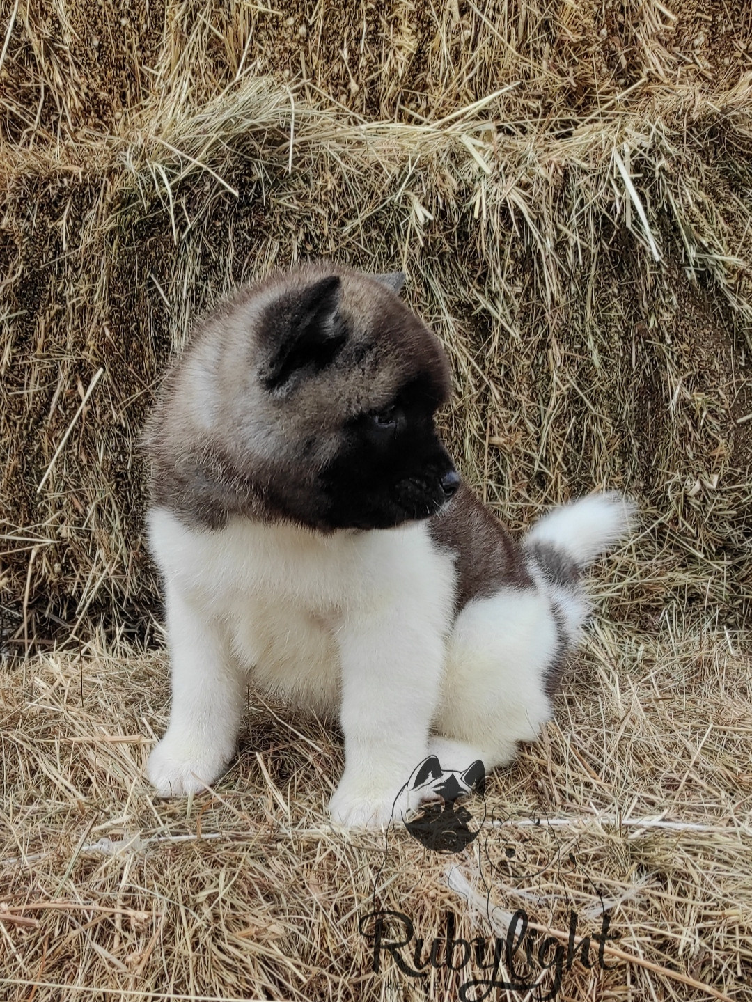 RUBYLIGHT PEGAS. AMERICAN AKITA RUBYLIGHT KENNEL I SHIBA-INU