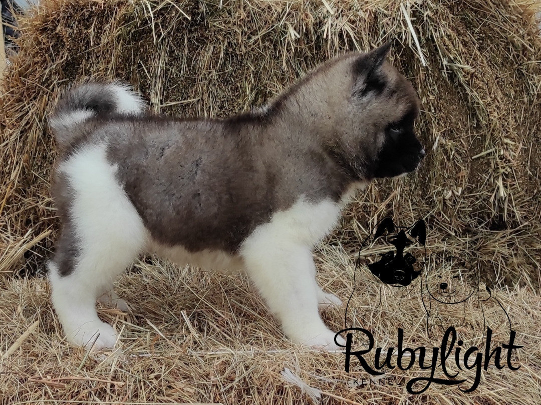 RUBYLIGHT PEGAS. AMERICAN AKITA RUBYLIGHT KENNEL I SHIBA-INU