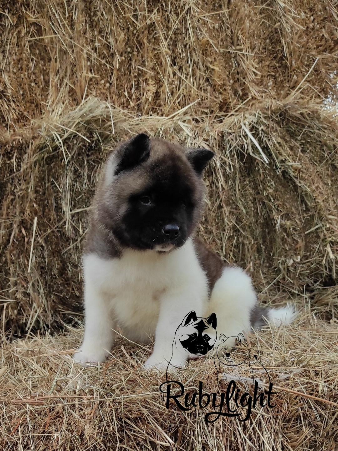 RUBYLIGHT PEGAS. AMERICAN AKITA RUBYLIGHT KENNEL I SHIBA-INU