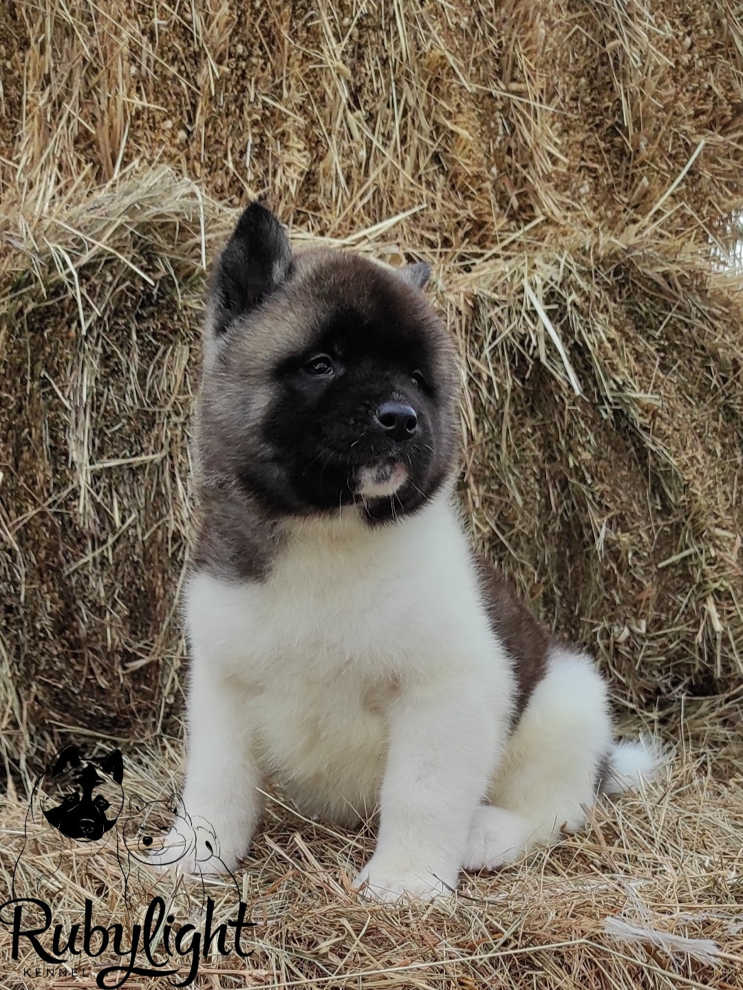 RUBYLIGHT PEGAS. AMERICAN AKITA RUBYLIGHT KENNEL I SHIBA-INU