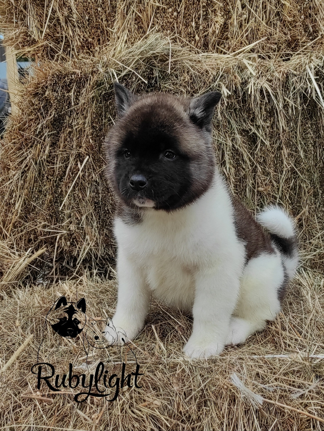 RUBYLIGHT PEGAS. AMERICAN AKITA RUBYLIGHT KENNEL I SHIBA-INU
