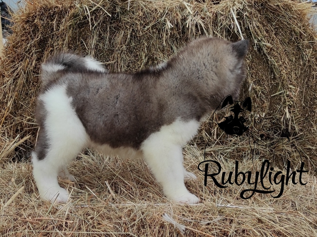 RUBYLIGHT PEGAS. AMERICAN AKITA RUBYLIGHT KENNEL I SHIBA-INU