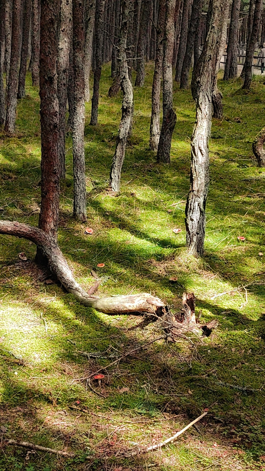 Природа. Фотограф Москва и МО: бизнес и женские портреты, контент для соцсетей