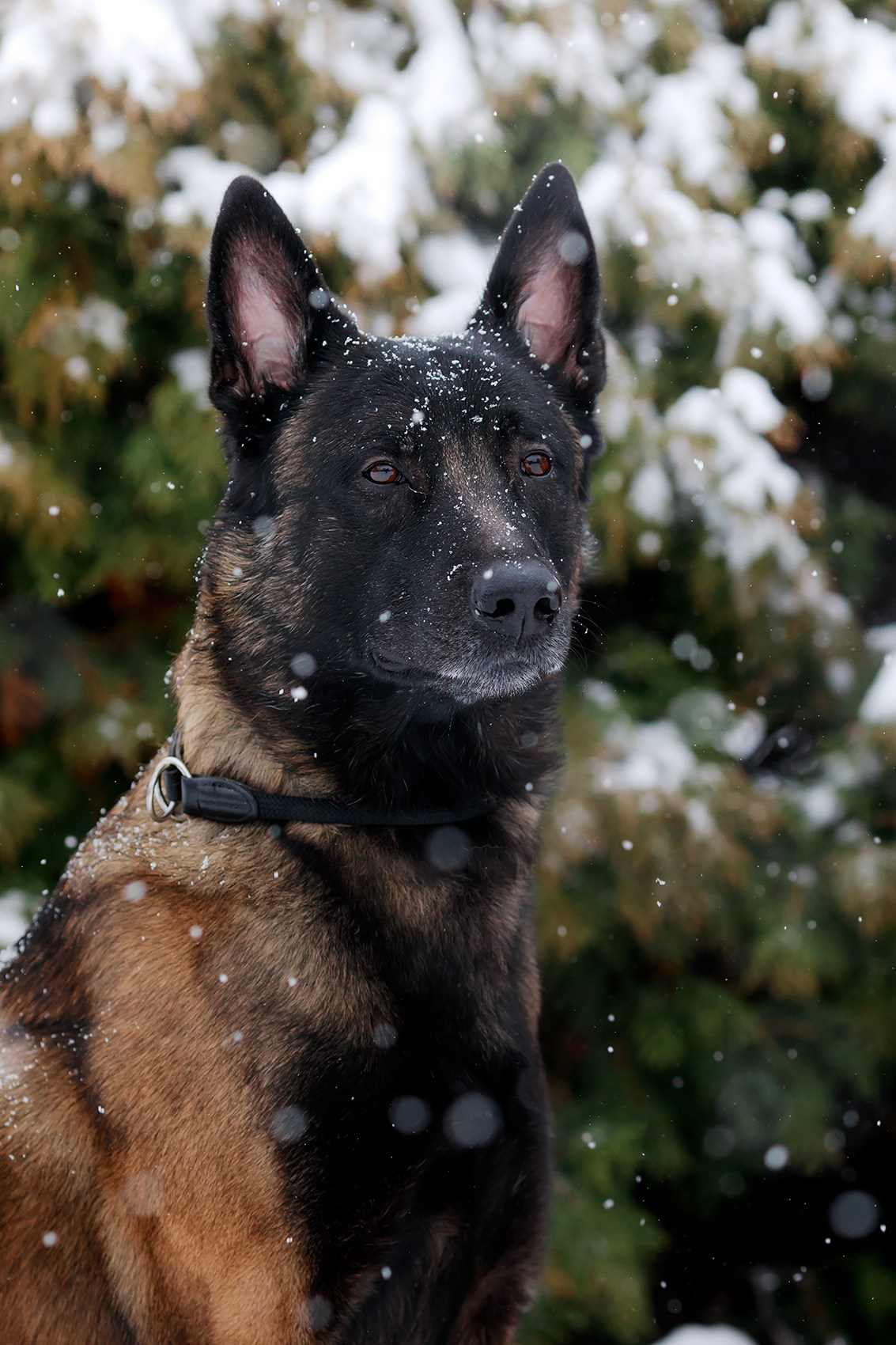 Зорро. Фотограф-анималист Mary Mart — Москва, Питер