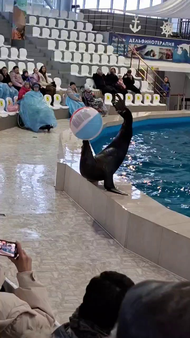 В гости к дельфинам. АНО «Центра социальных проектов «Путь в большой мир»