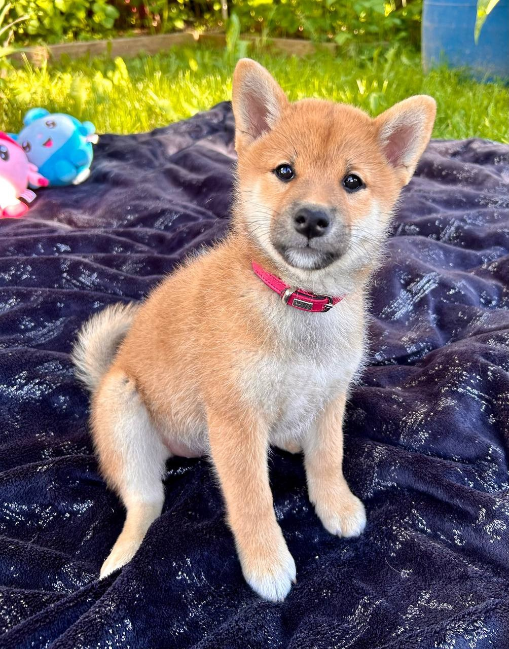 сиба питомник Рубилайт щенки на продажу rubylight  сиба щенки купить СПб Санкт-Петербург